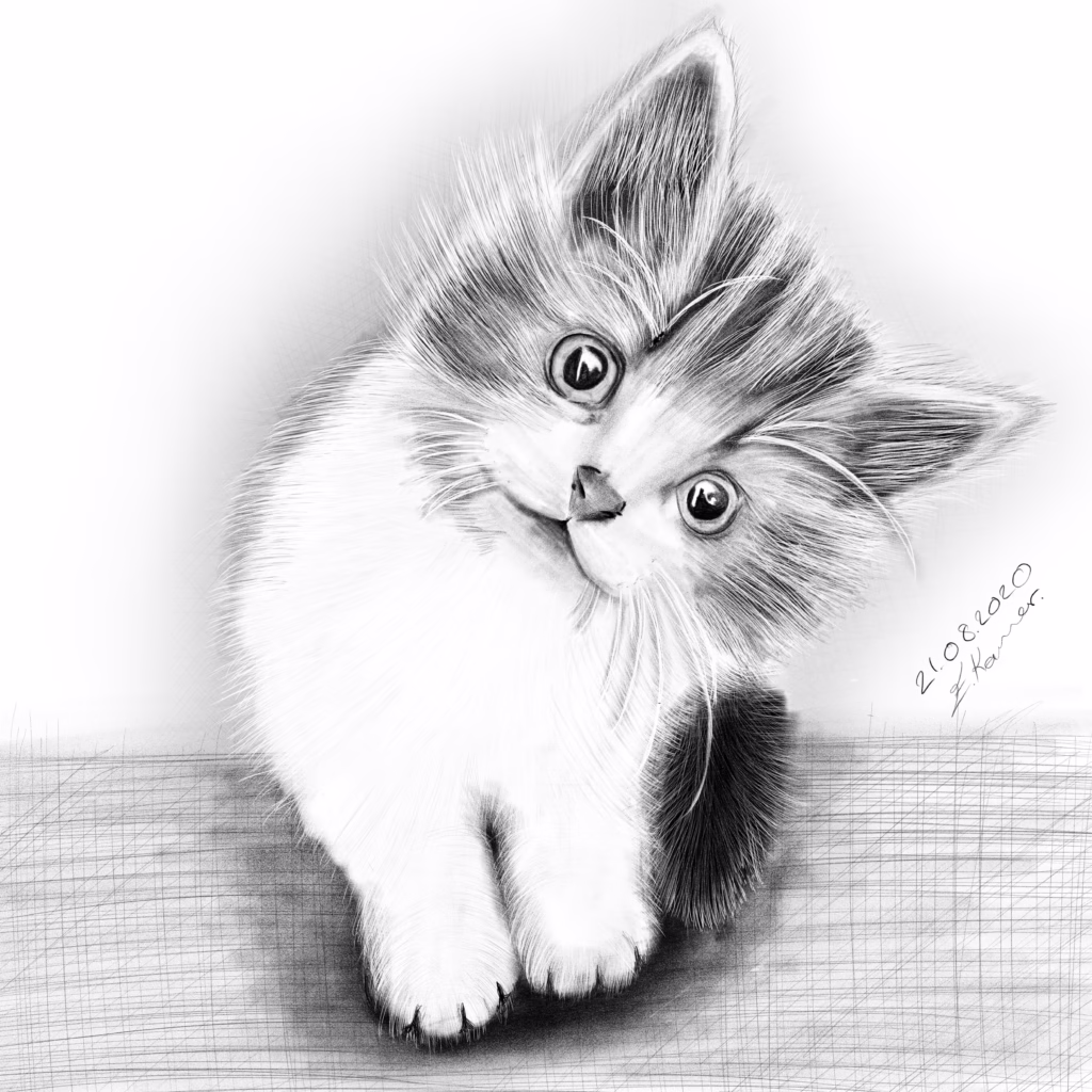 Kedi Çizimi